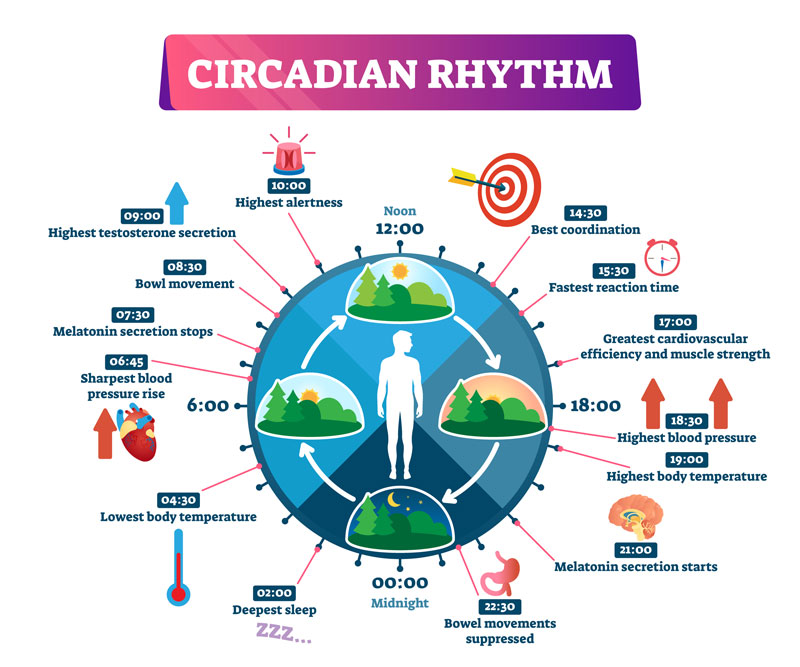 circadian rhythm diagram